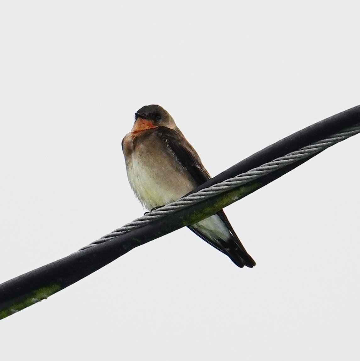 Southern Rough-winged Swallow - ML645651849