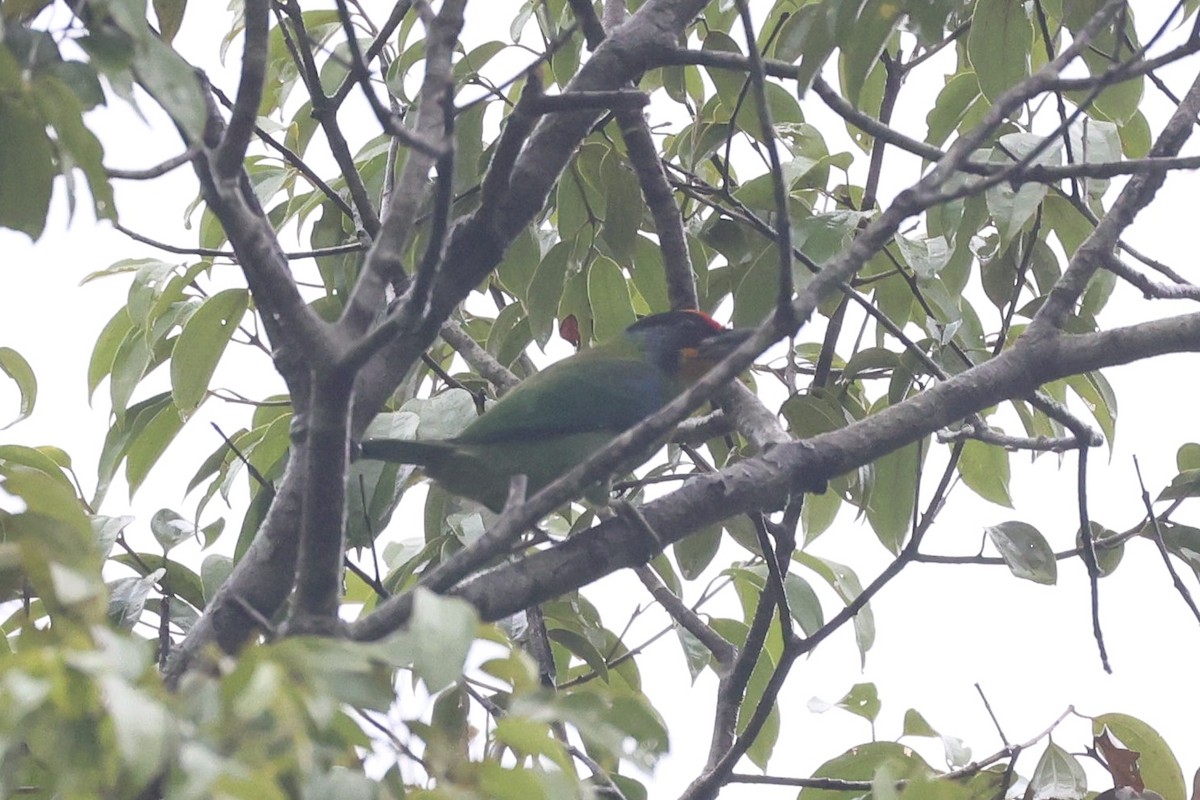 Necklaced Barbet - ML645651850