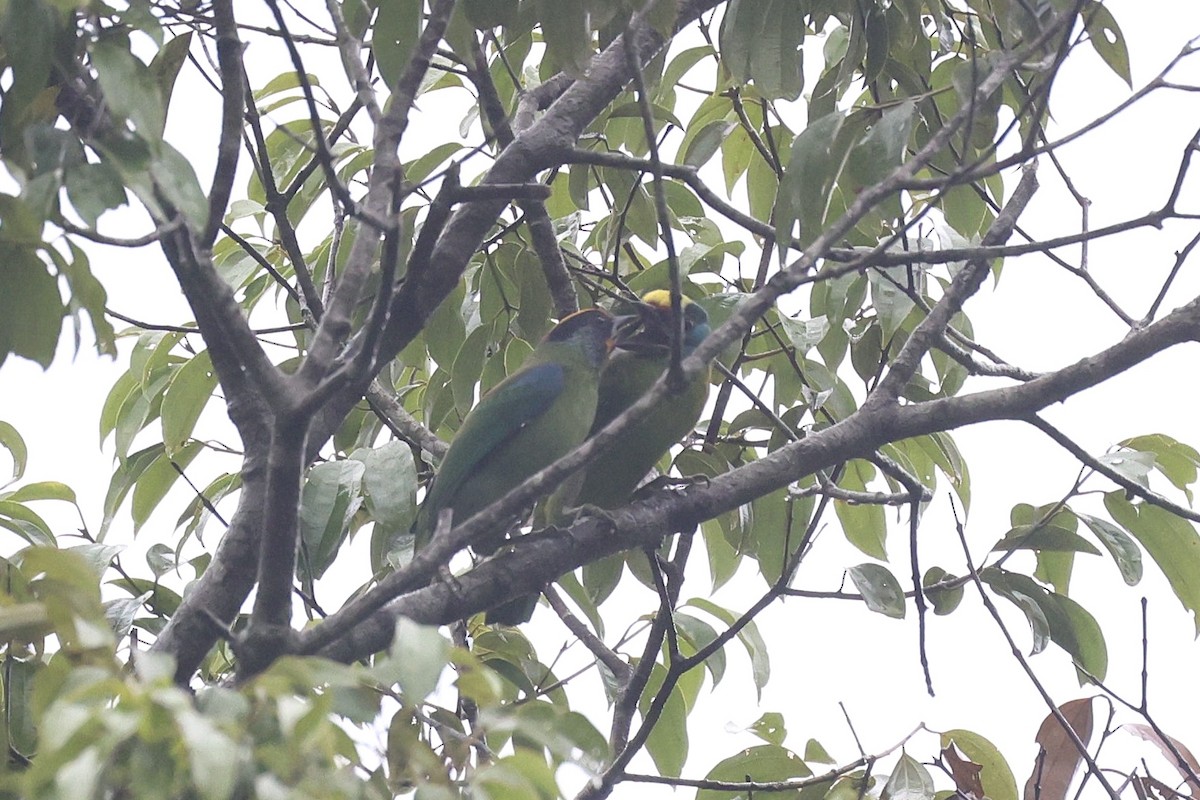 Indochinese Barbet - ML645651852