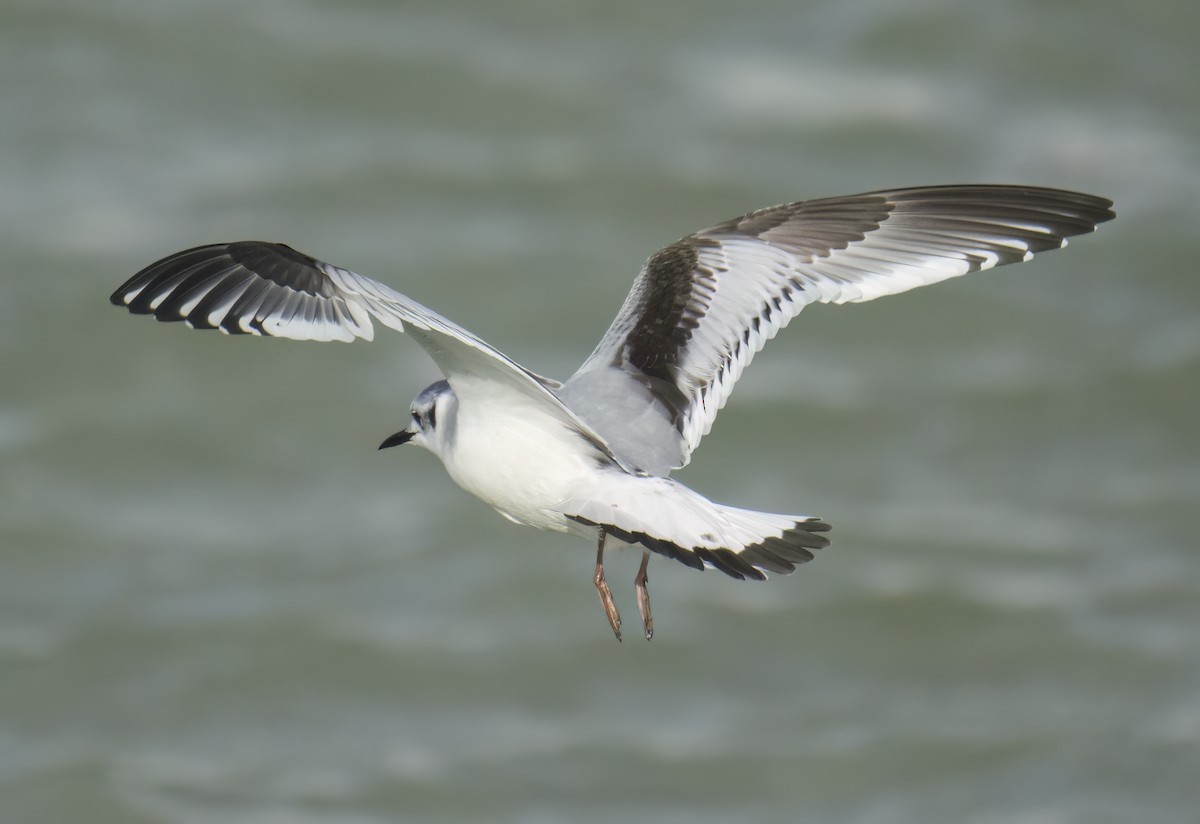 Little Gull - ML645651853