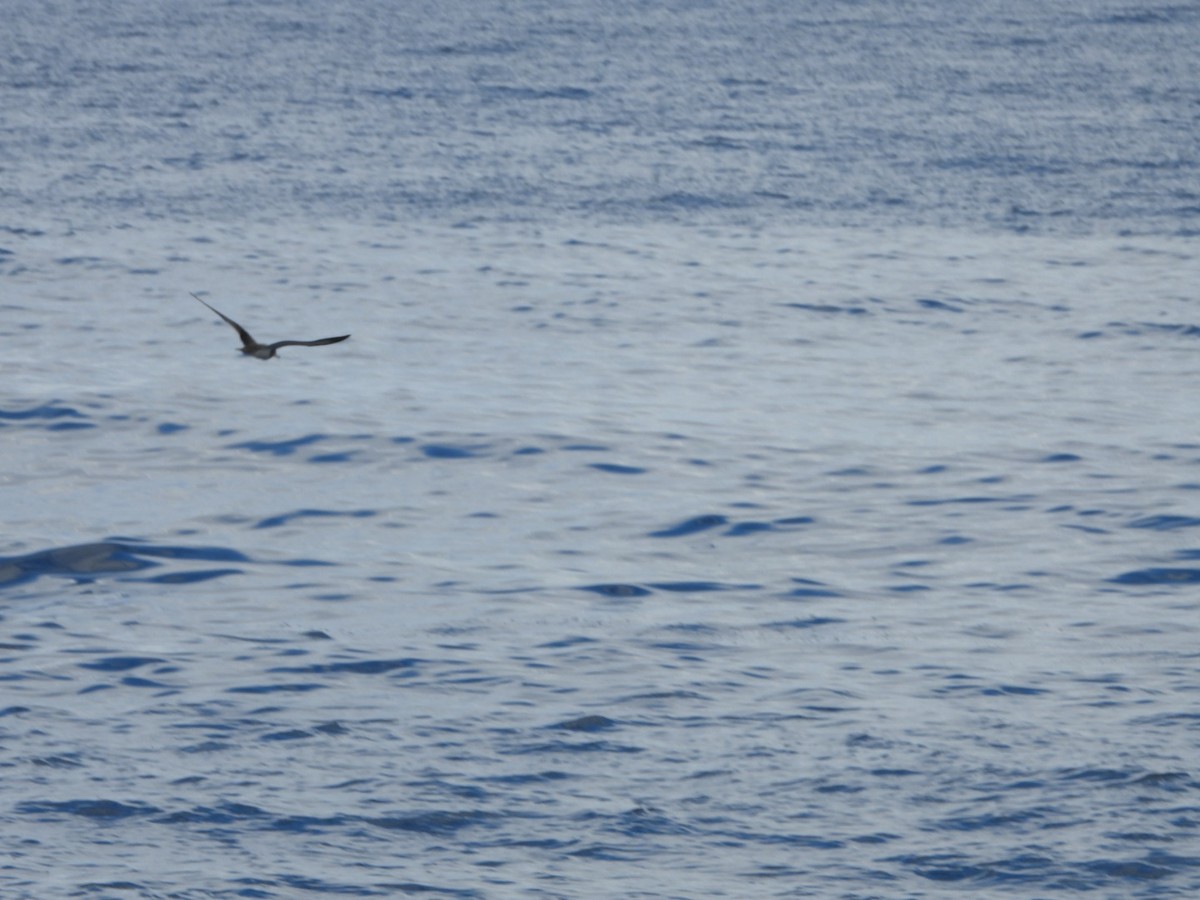 Cory's Shearwater - ML645651854