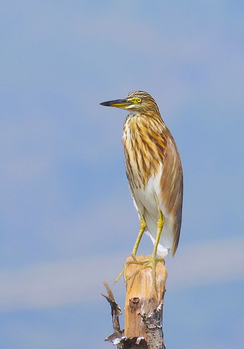 Indian Pond-Heron - ML645651856