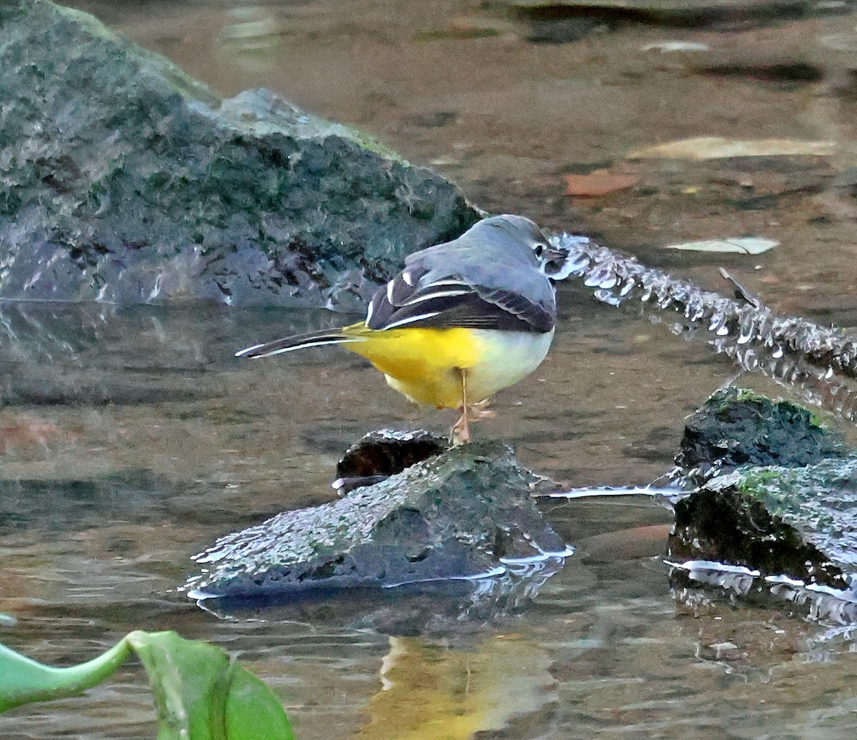 Gray Wagtail - ML645651857
