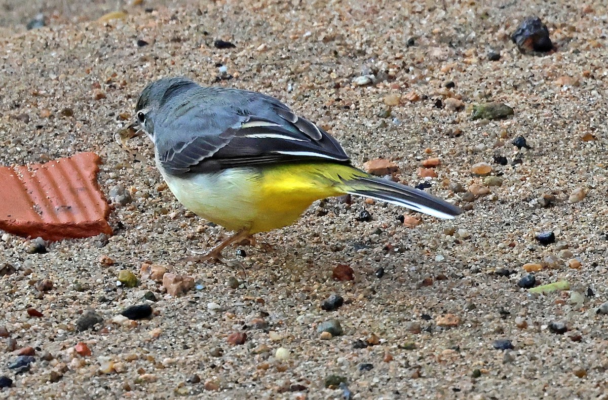 Gray Wagtail - ML645651858