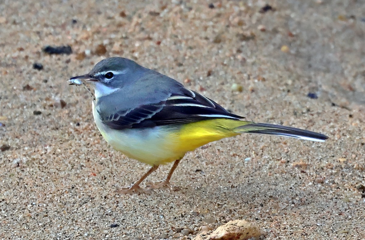 Gray Wagtail - ML645651859
