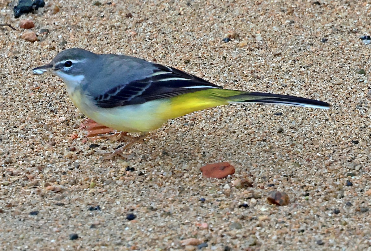 Gray Wagtail - ML645651860