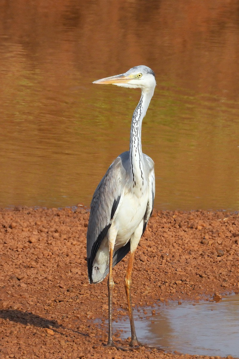 Gray Heron - ML645651866