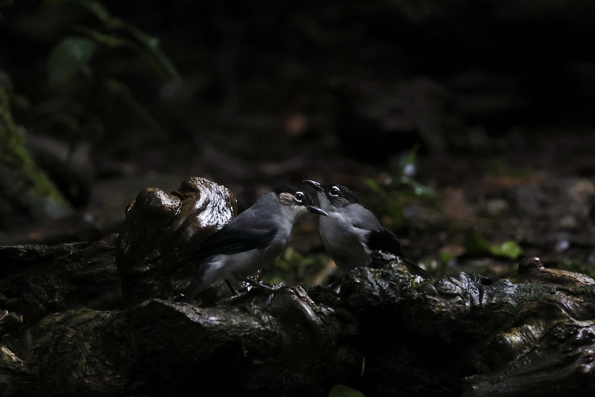 Black-headed Sibia - ML645651868