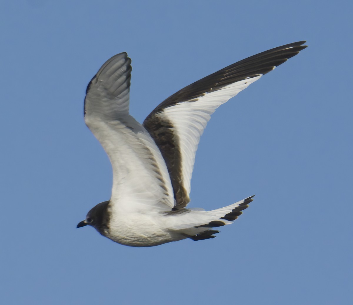 Sabine's Gull - ML645651869