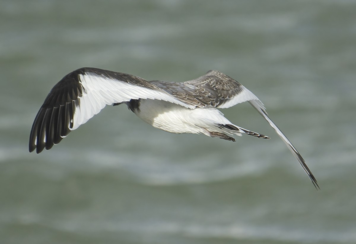 Sabine's Gull - ML645651870