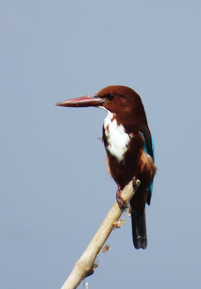 White-throated Kingfisher - ML645651874