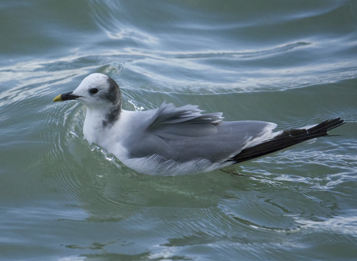 Sabine's Gull - ML645651881