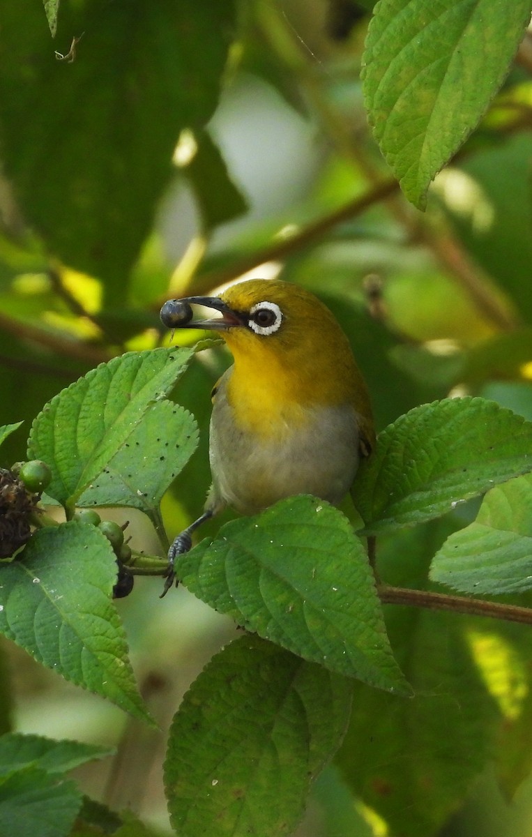 Indian White-eye - ML645651884