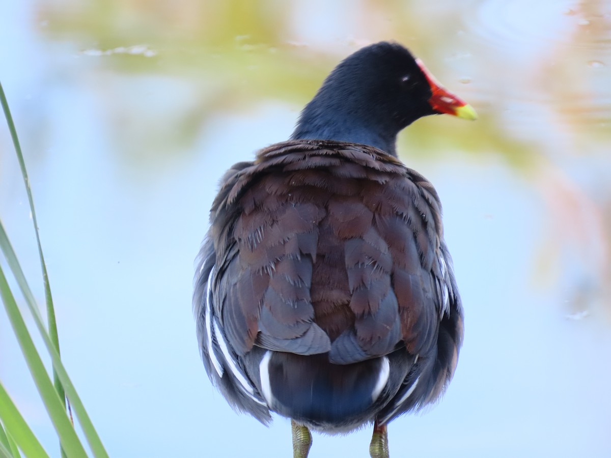 Gallinule d'Amérique - ML645651885