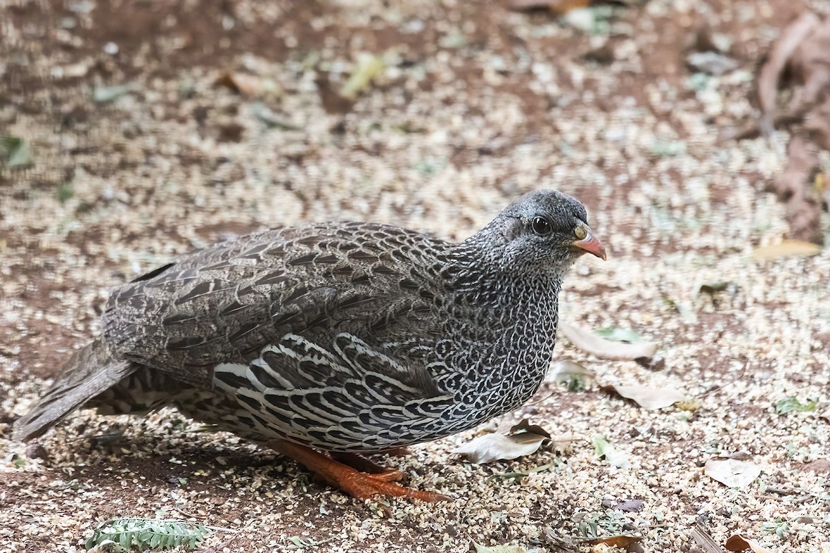 Natal Spurfowl - ML645651887