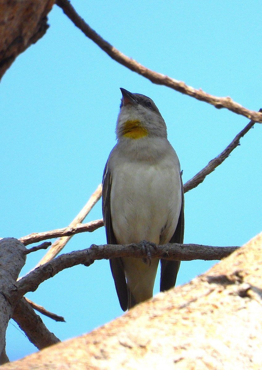 Yellow-throated Sparrow - ML645651889