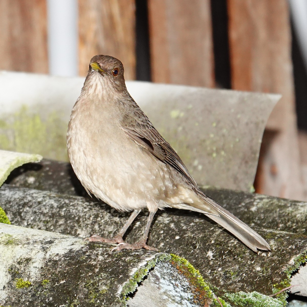 Merle fauve - ML645651899