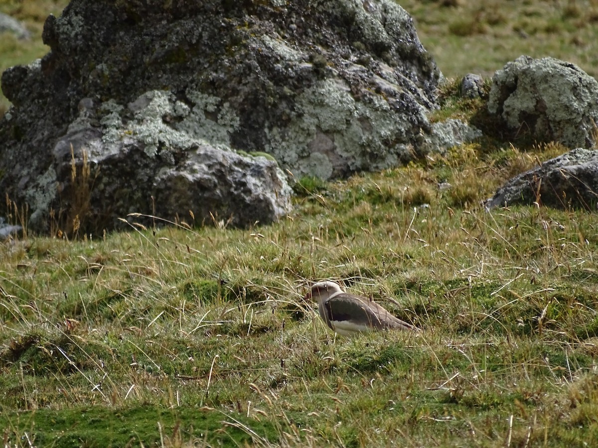 Andean Lapwing - ML645651900