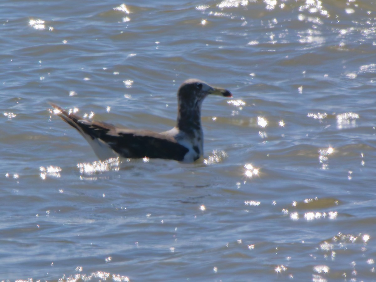 Olrog's Gull - ML645651905