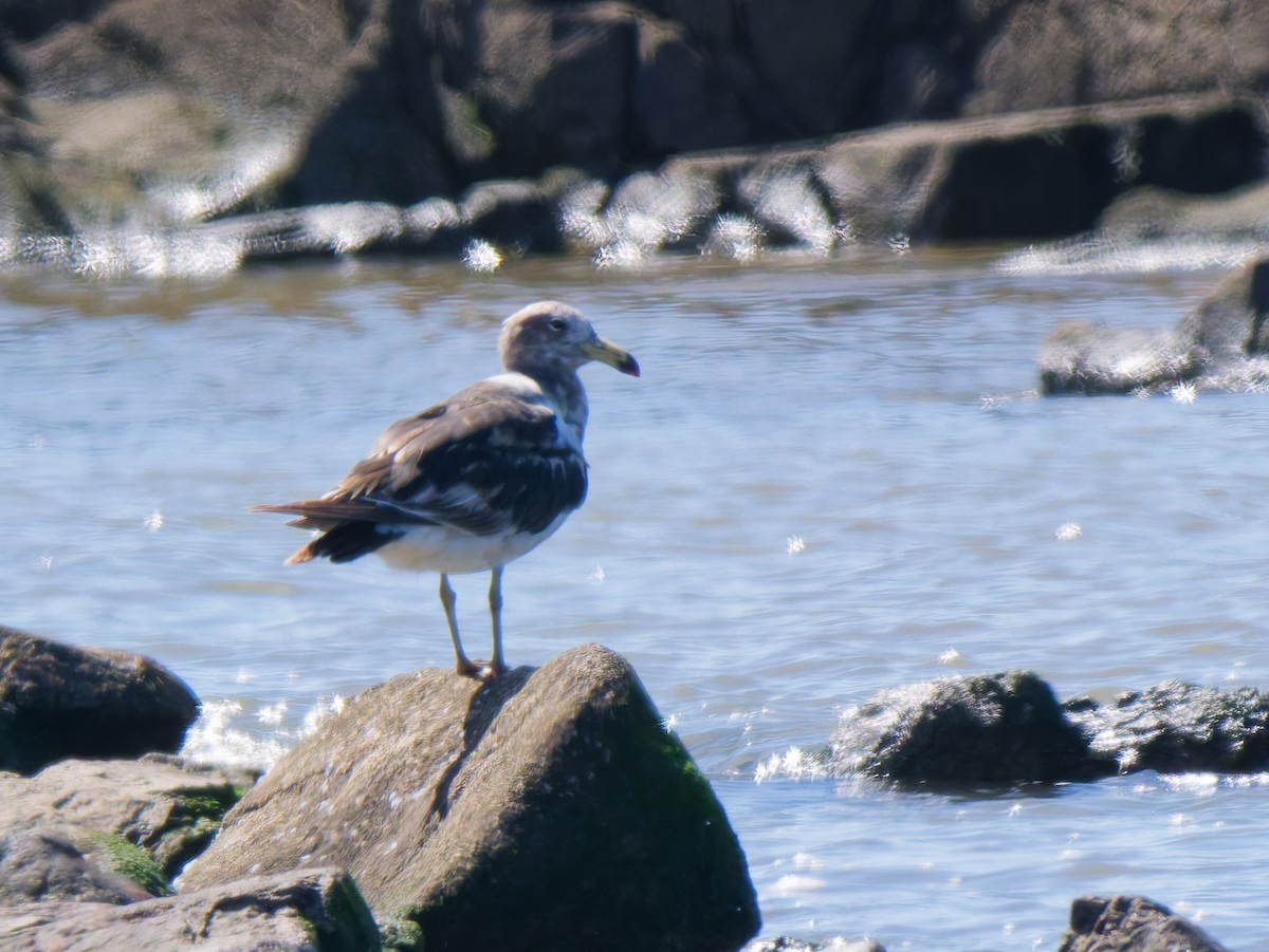 Olrog's Gull - ML645651906