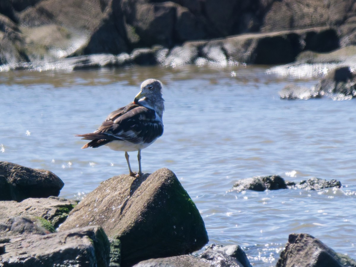 Olrog's Gull - ML645651907