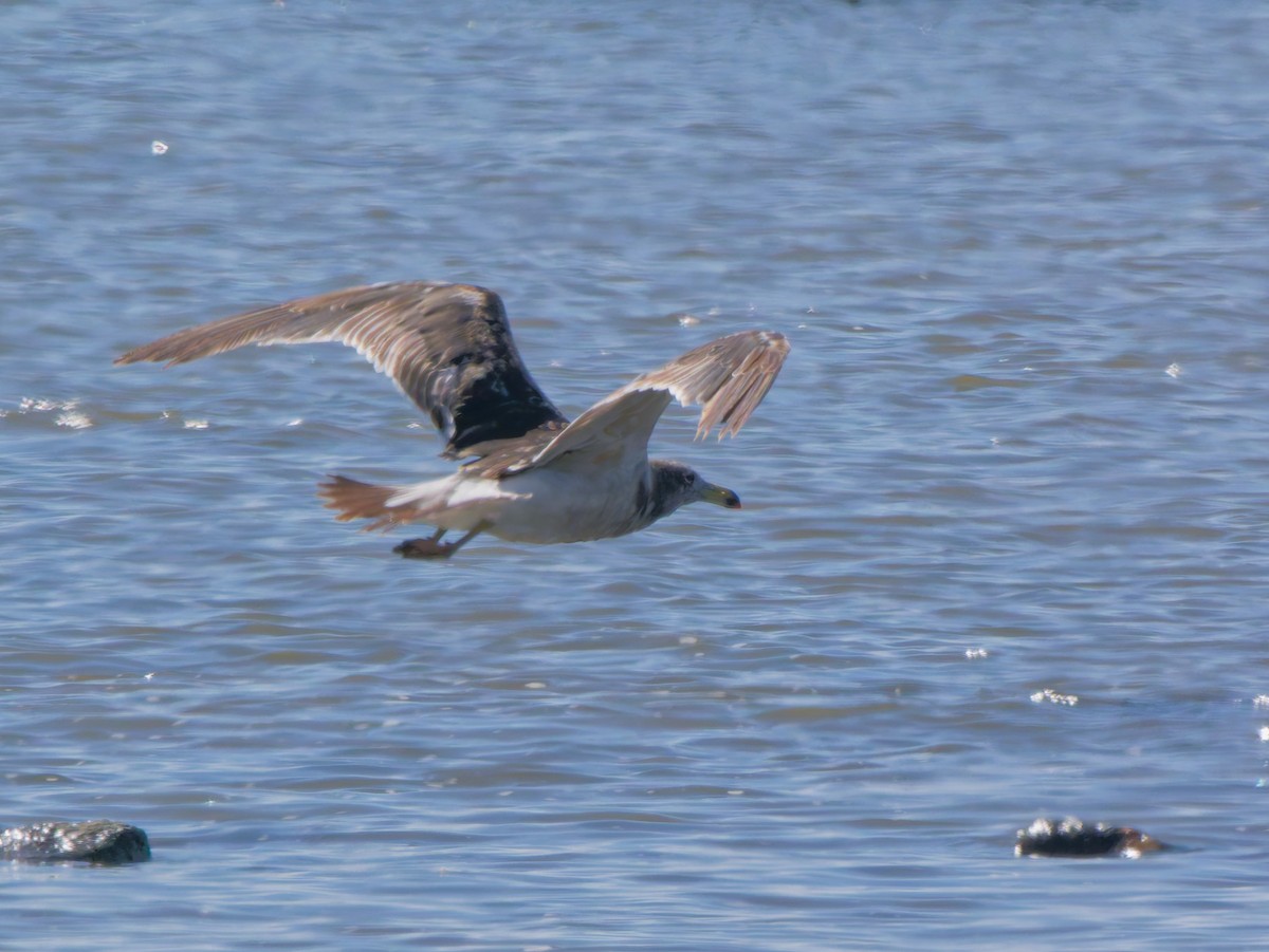 Olrog's Gull - ML645651908