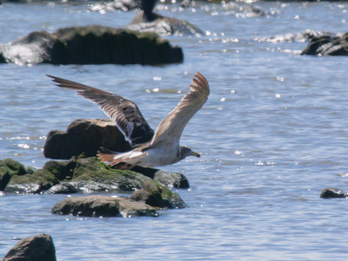 Olrog's Gull - ML645651909
