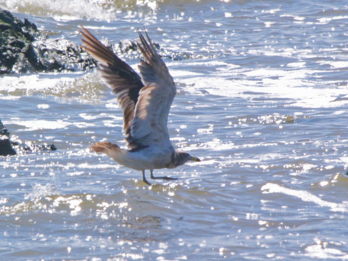 Olrog's Gull - ML645651910