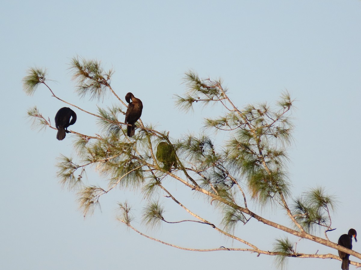 Cormoran à aigrettes - ML645651913