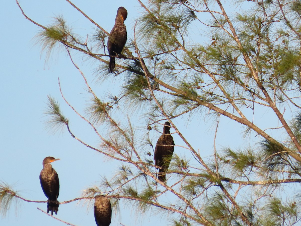Cormoran à aigrettes - ML645651914
