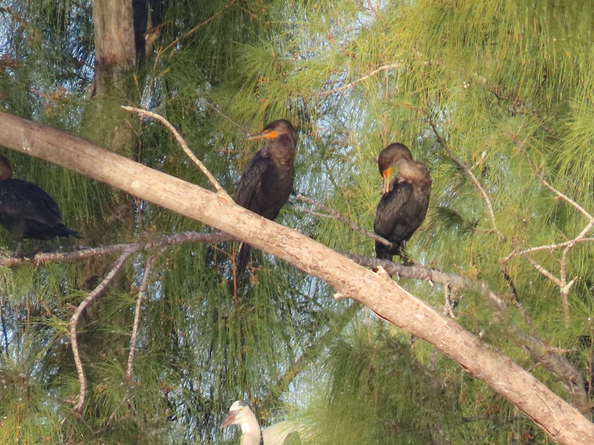 Cormoran à aigrettes - ML645651915