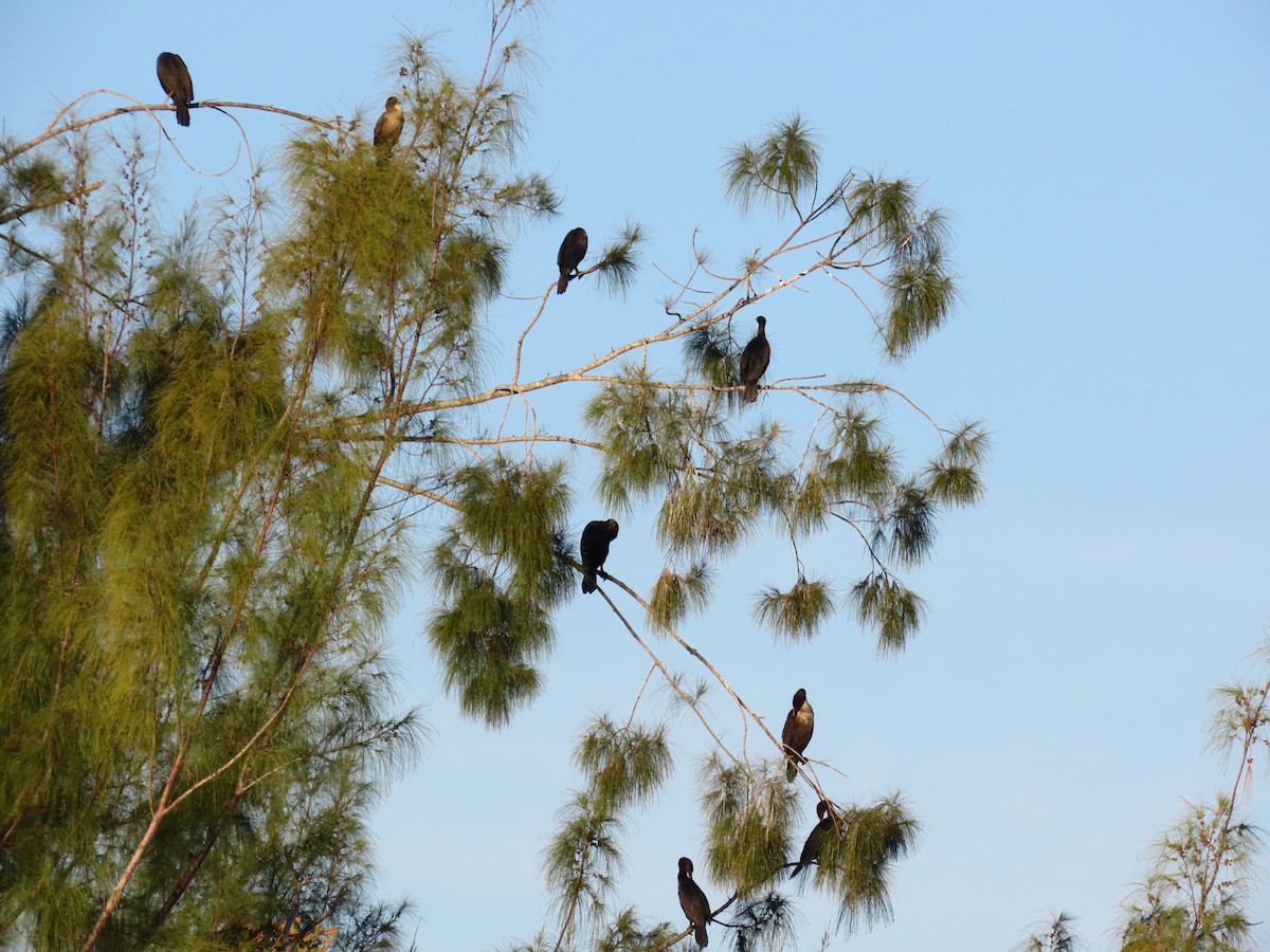 Cormoran à aigrettes - ML645651916