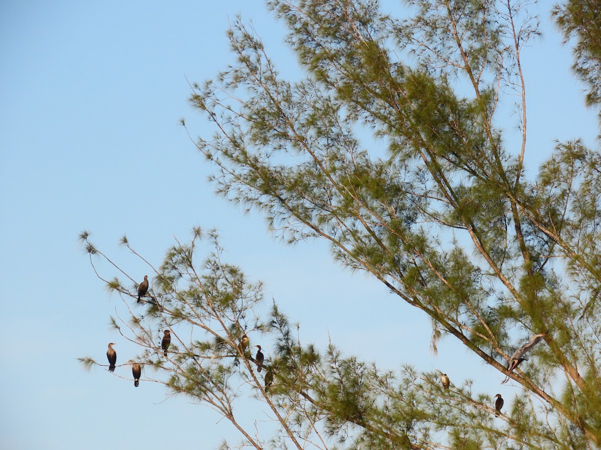 Cormoran à aigrettes - ML645651917