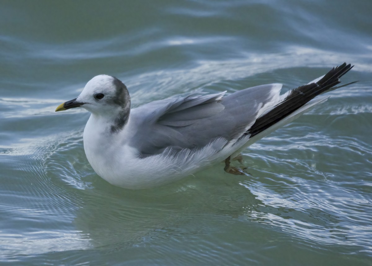 Sabine's Gull - ML645651931