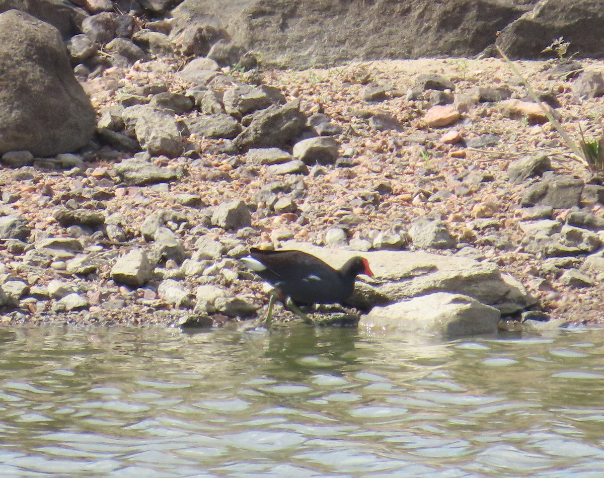 Gallinule d'Amérique - ML645651932