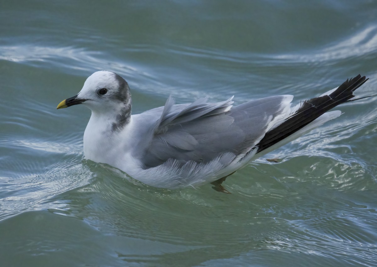 Sabine's Gull - ML645651936