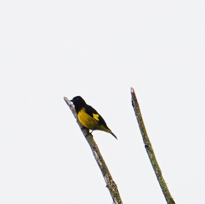 Yellow-bellied Siskin - ML645651938