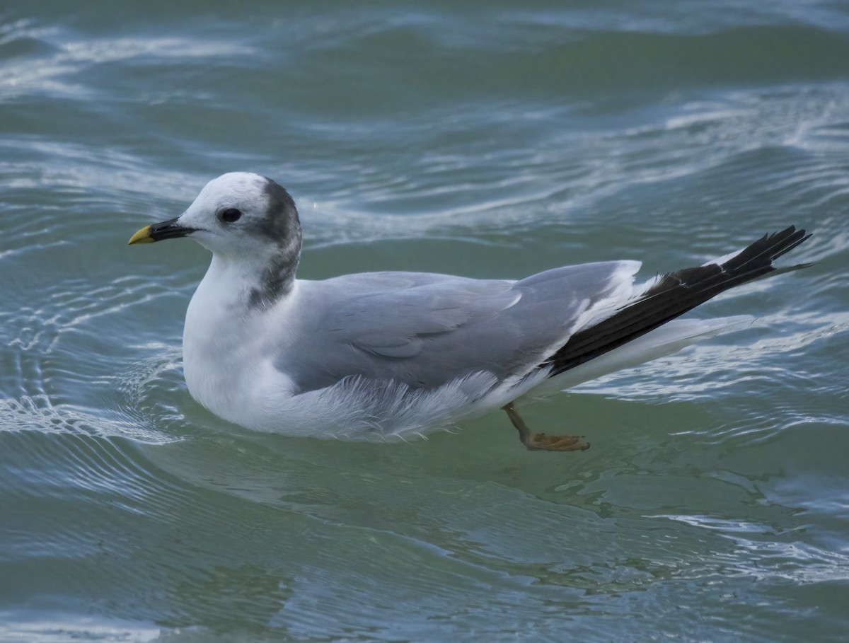 Sabine's Gull - ML645651940