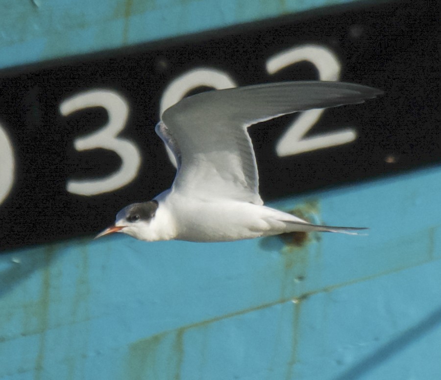 Common Tern - ML645651947