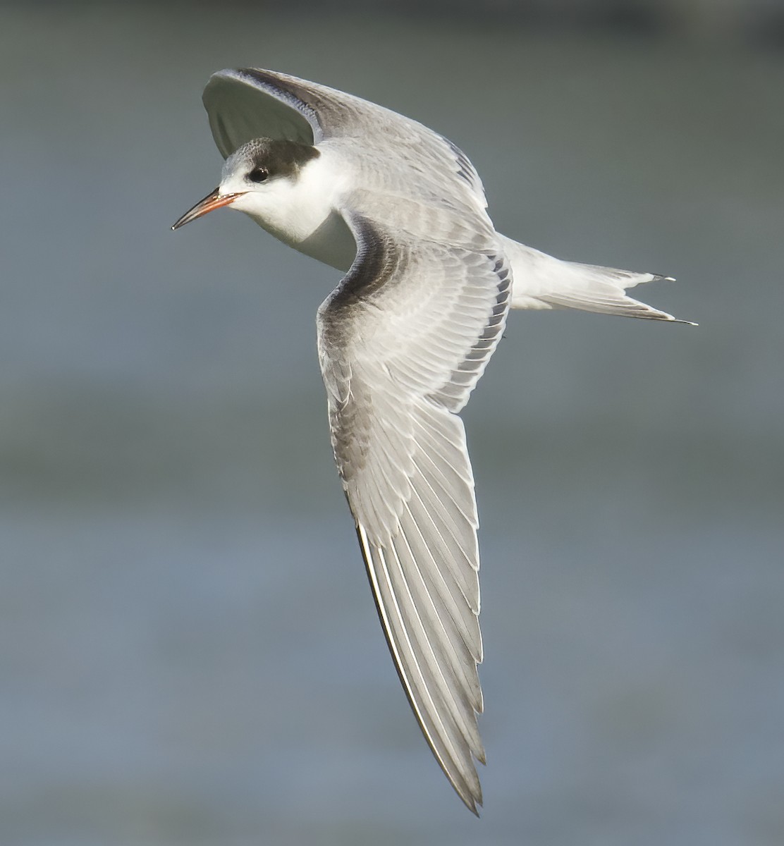 Common Tern - ML645651952