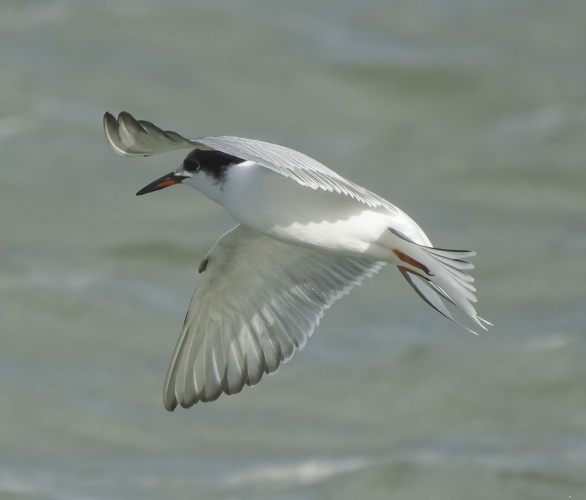 Common Tern - ML645651956
