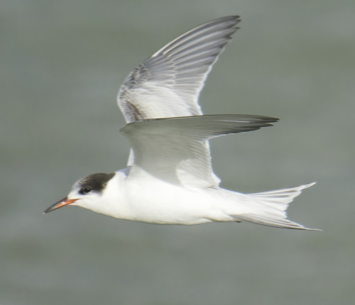 Common Tern - ML645651961