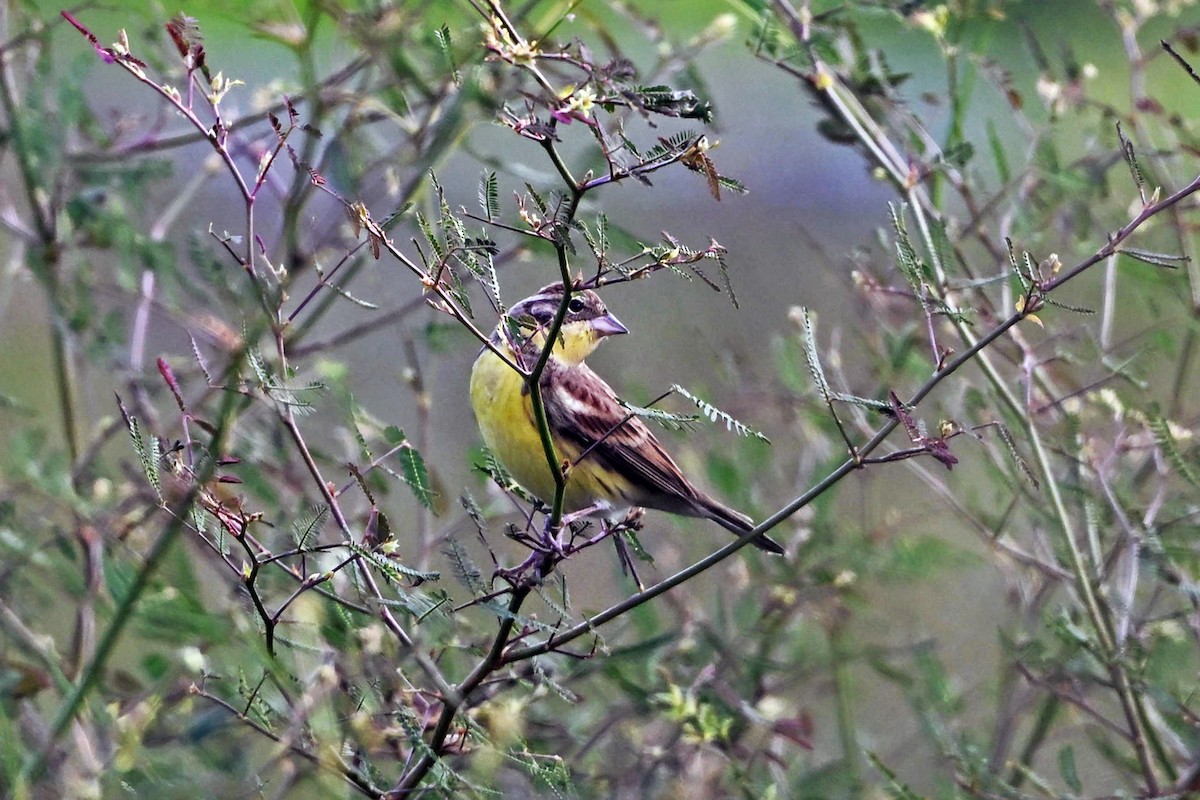 Вівсянка лучна - ML645651962