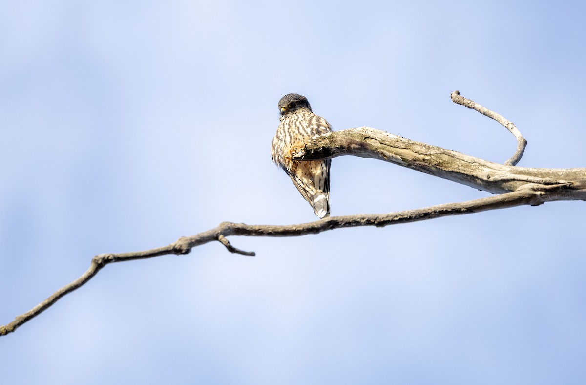 Хайргууна шонхор - ML645651963