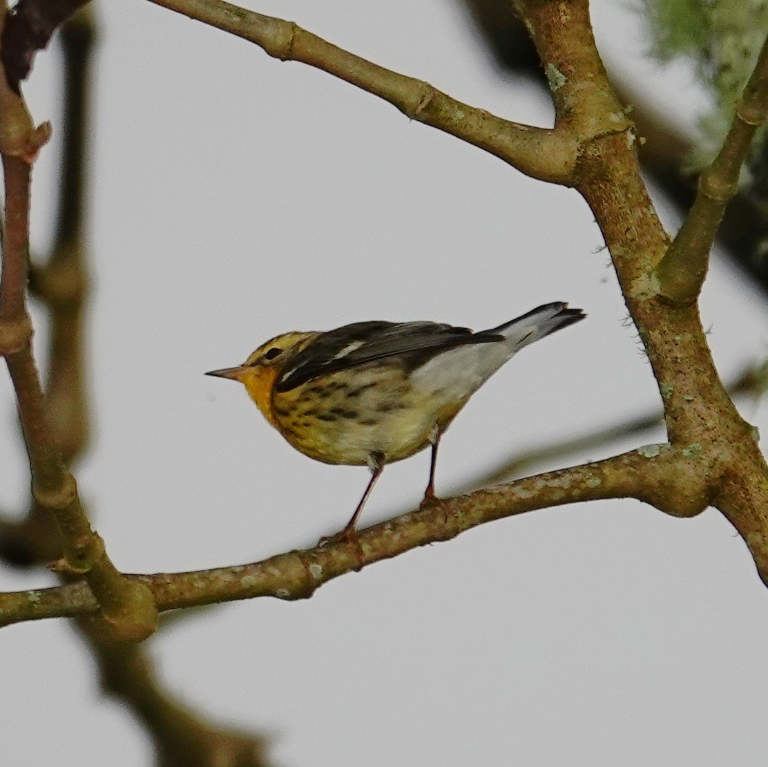 Blackburnian Warbler - ML645651964