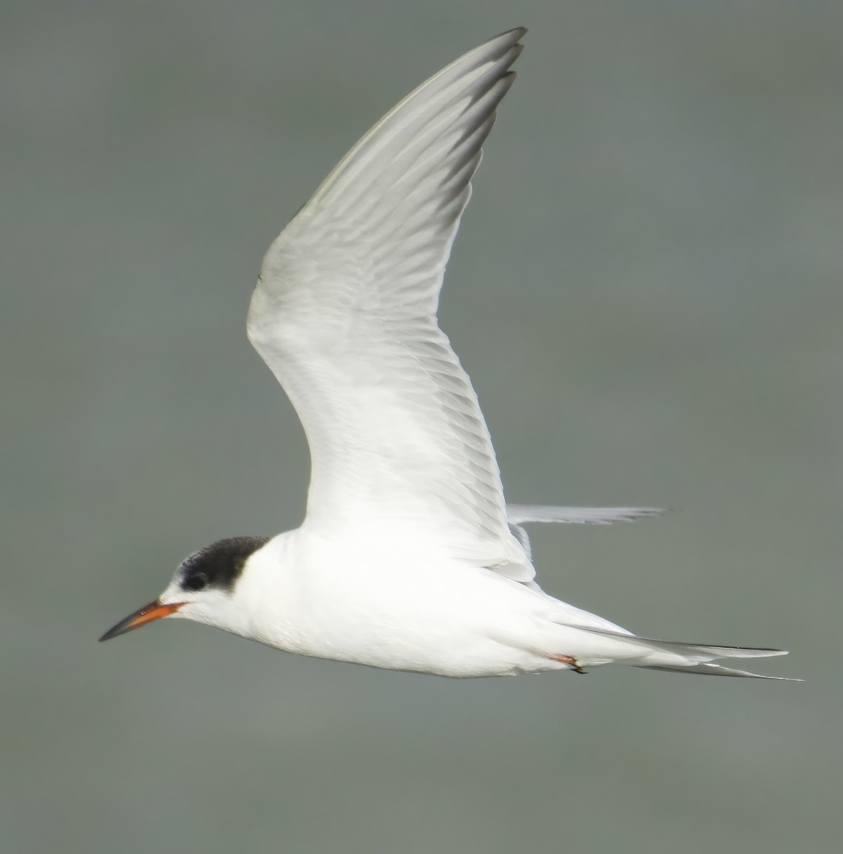 Common Tern - ML645651965
