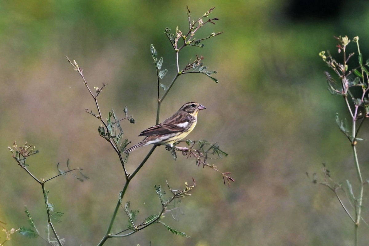 Вівсянка лучна - ML645651968