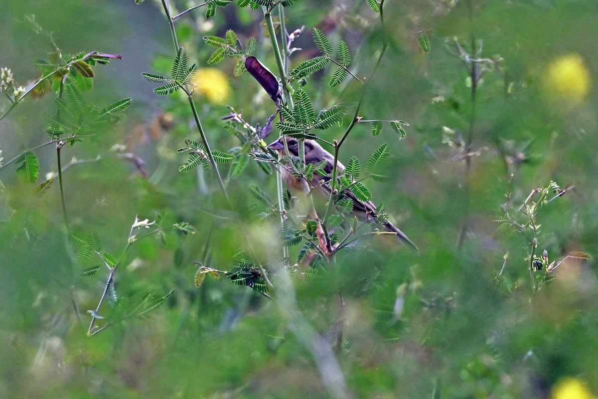 Вівсянка лучна - ML645651975