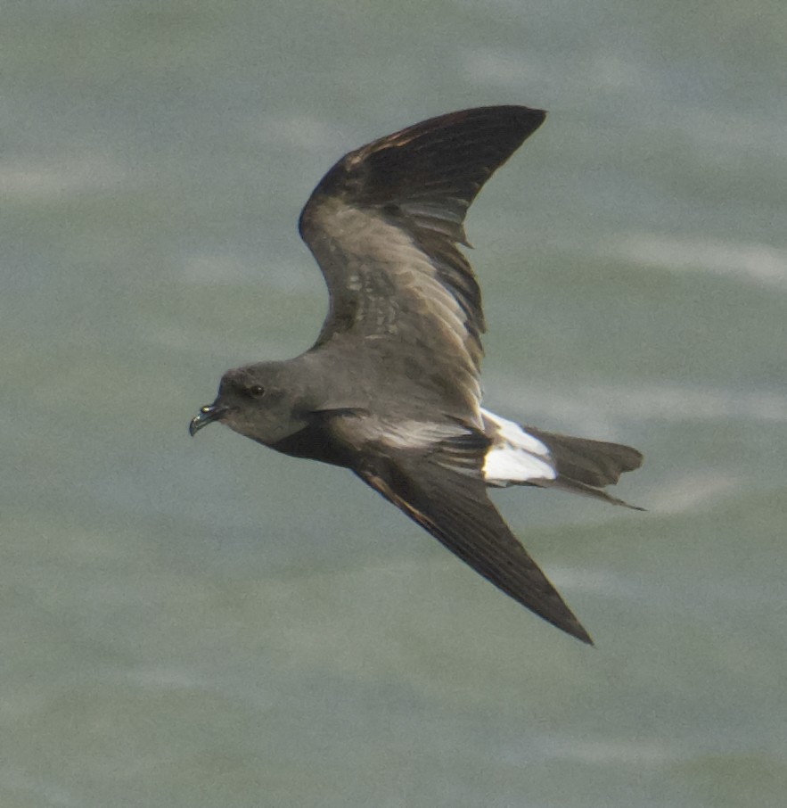 Leach's Storm-Petrel - ML645651976