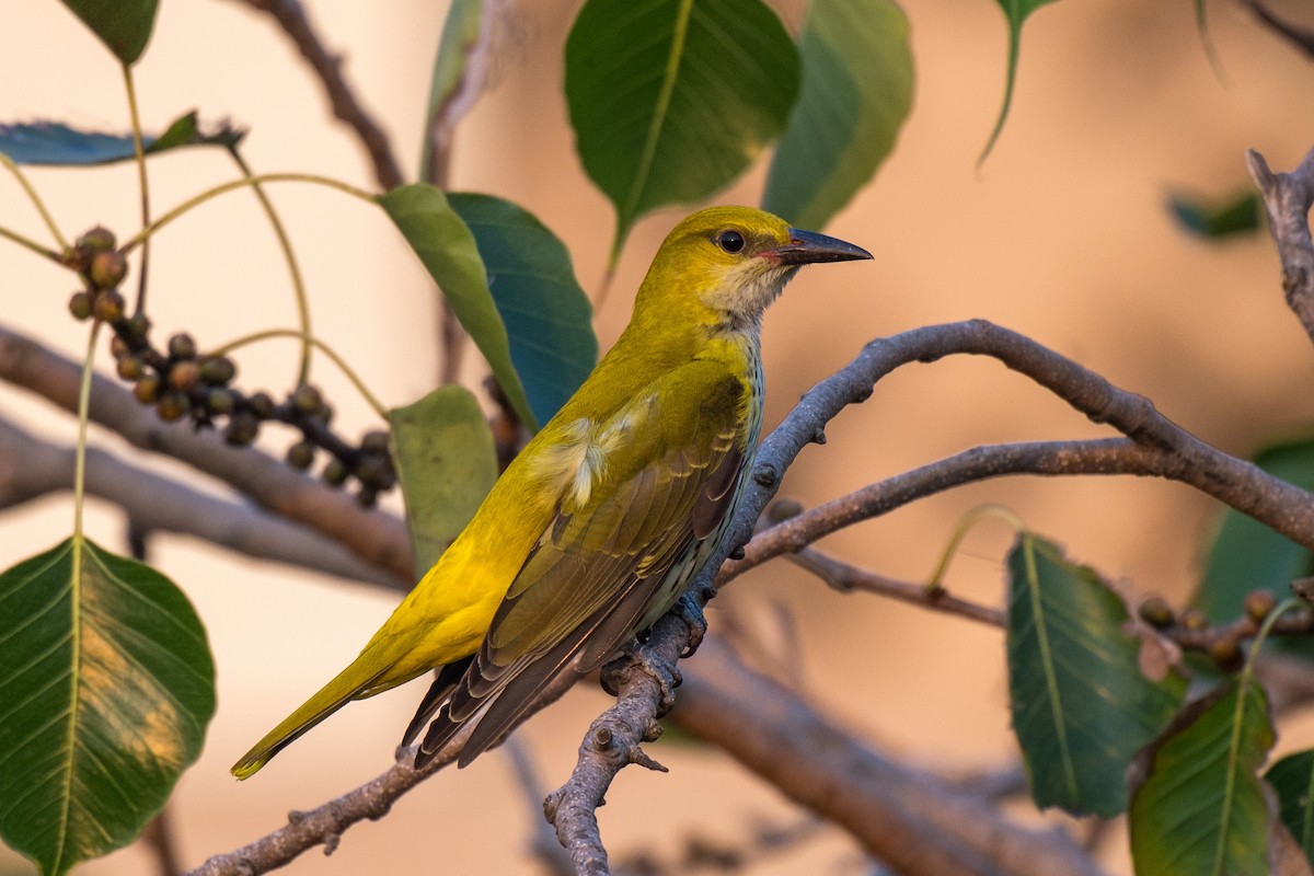 Indian Golden Oriole - ML645651982